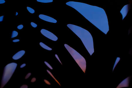 silhouette of a leaf of a plant through which the sunset sky is visible. abstraction from the sheet...