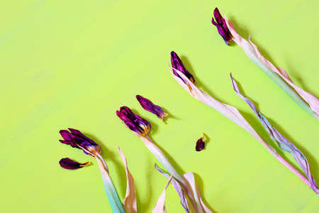 four dried tulips on a yellow surface. old forgotten flowers. faded flowersの写真素材