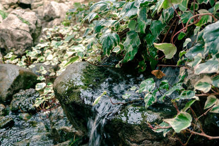 a small stream running over the stones, water drops among green foliage. water flow