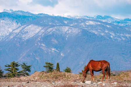 brown horse on a background of snow-capped mountains. horse looking for food on the background of a beautiful landscape. Caucasus mountainsの写真素材