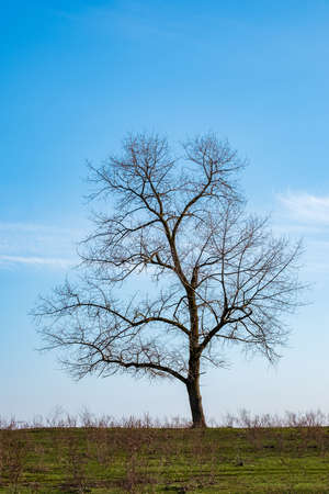 a tree without foliage grows lonely on the horizon against a blue sky. vertical photo. tree silhouetteの写真素材