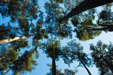 look up at the crowns of trees. tree trunks go up into the blue sky. in a pine forestの写真素材