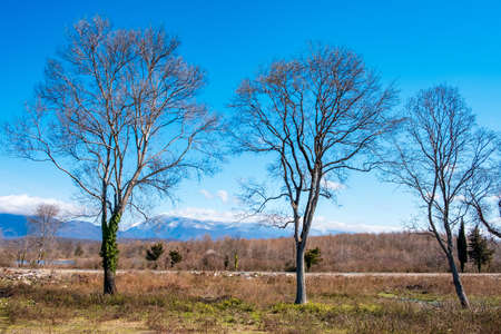 three trees without leaves on a background of mountains. autumn in the highlandsの写真素材