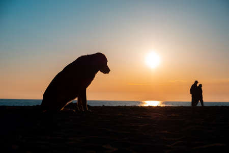 the silhouette of a sad dog against the background of the evening sky and the sea. the owners left and left the dog alone. walking dogs and people on the seashoreの写真素材