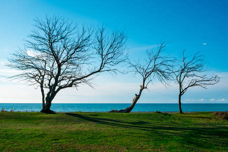 three bare trees without leaves on the horizon behind them the sea. landscape on trees by the sea.の写真素材