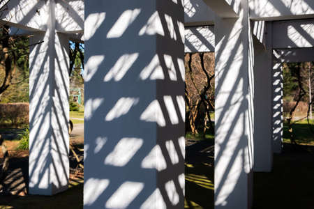 shadows on the columns standing among the bushes. natural landscape background.の写真素材