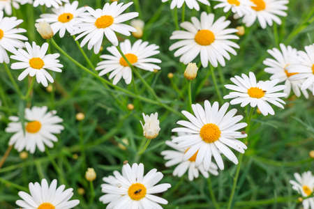 many daisies with white petals on the field, side view. row of daisies, summer flowers, beauty in...