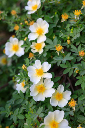 many white rosehip flowers on a branch with leaves. fresh flowers and foliage in springtime