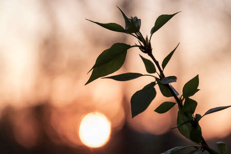 branch of deciduous apple tree on sunset background. evening in the garden. evening colorの写真素材