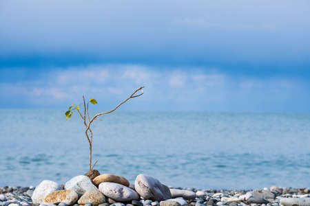 a tree branch is surrounded by stones and is set on the seashore. seascape and plant dyeingの写真素材