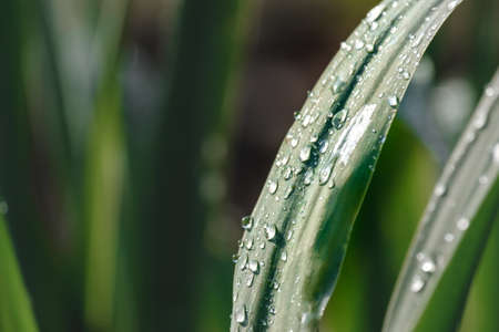 after rain water drops on plant leaves, beautiful natural natureの写真素材