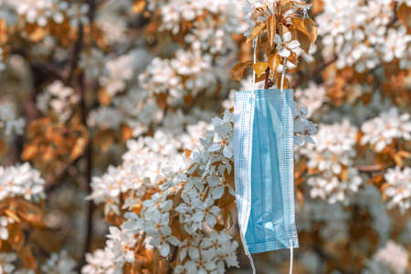a medical mask in the flowers of an apple tree, in the spring, the end of the epidemic. abandoned maskの写真素材