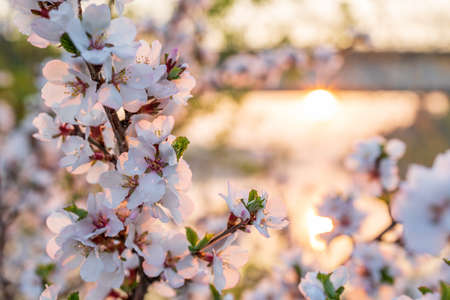a close-up of cherry blossoms in the garden, the background is blurred in the evening light. lots of cherry blossoms, selective focus, blurry backgroundの写真素材