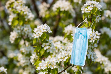 branch of an apple tree in spring, flowers of an apple tree on a branch and a medical mask. debris...