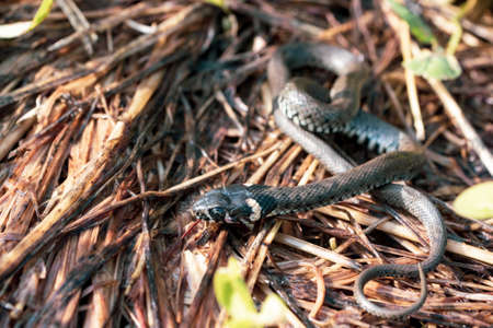 one young snake lies on the ground. around grass and branchesの写真素材