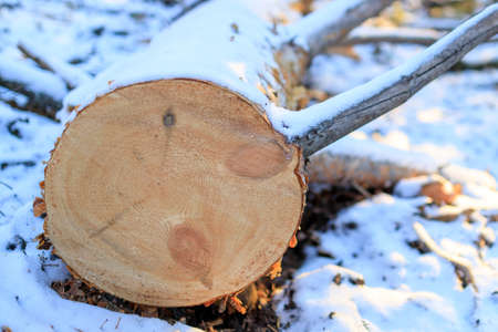 butt of a sawn tree in the snow. felled pine tree in winterの写真素材