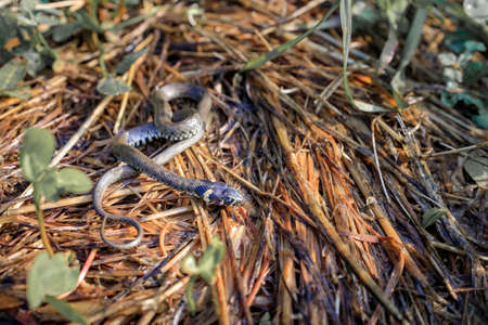 one young snake on brown ground. snake in the grass