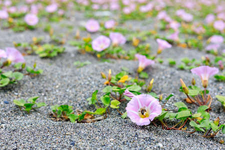 flowers growing straight from the sand, pink bindweed flowers growing in abundance. real nature