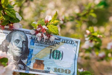 money pink cherry blossoms, spring garden and earnings on it. money grows on treesの写真素材