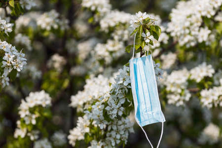 close-up of a medical mask on a tree branch. blooming apple tree branch, white flowers