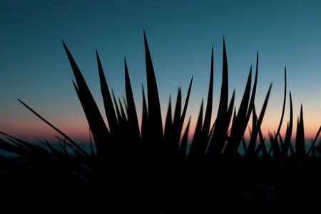 silhouette of pointed grass against the sky. gradient in the sky during sunset