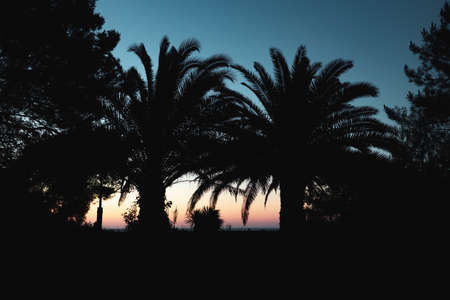 silhouette of palm trees growing on the shore, background sky at sunset time. gradient in the sky from orange to blueの写真素材
