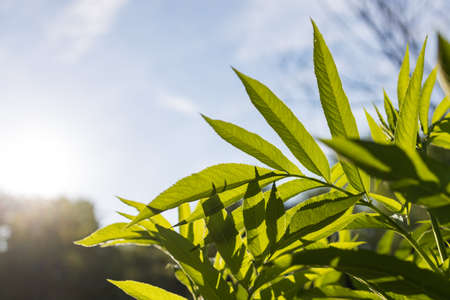 long pointed leaves in the bright sun against the background of the sky. sunny day in the gardenの写真素材