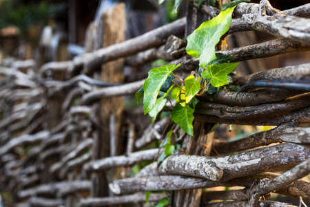 a green plant grows among the twigs of a wicker fence. green fresh leaf among old dryの写真素材