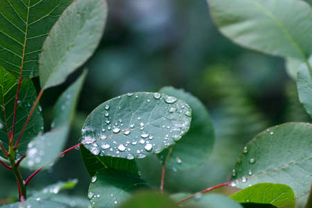 dew drops on a green leaf of a bush. deciduous tree after rainの写真素材