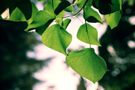 big green leaves on a branch close-up, background blurred sunny evening forest