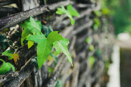 in the foreground are bindweed leaves on a wicker fence growing through twigs. the background is...