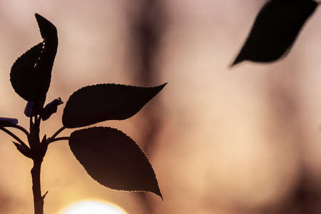 silhouette of leaves on a background of orange sky during sunset. beauty of nature, tree leaf in the eveningの写真素材