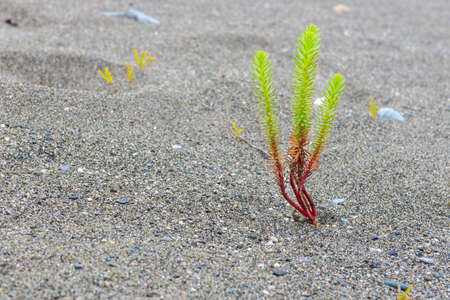 the green plant grows through the sand, adaptation and survival. struggle for life