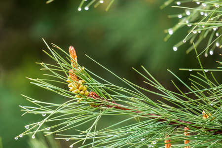 fresh pine cone in raindrops, water drops on pine needles