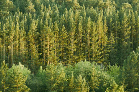 young pines view from afar on a pine forest. warm summer dayの写真素材