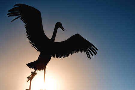 silhouette of a stork with outstretched wings against the backdrop of the setting sun. big bird with wingsの写真素材