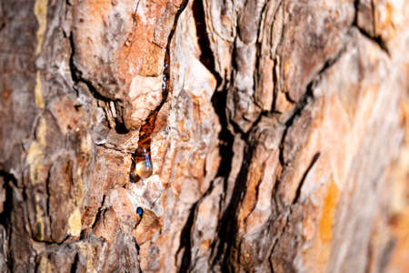 a small drop of resin on a pine trunk, a drop of resin on the bark of a treeの写真素材
