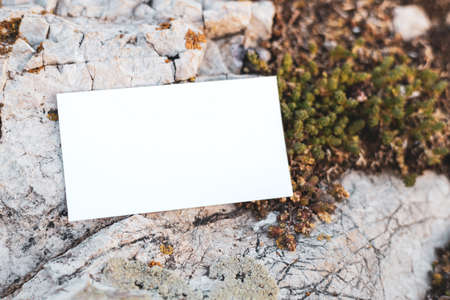 white business card on a stone surface among plants. business card in natureの写真素材