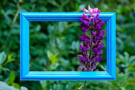 lupine flower in a wooden blue frame on a background of foliage. flower and frame, flower decorationの写真素材
