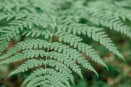 fern leaf is green with shallow depth of field. shallow depth of field on fern branchesの写真素材
