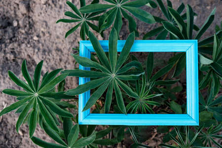 a blue wooden frame against the background of the earth from which burdock plants grow. wood frame on nature backgroundの写真素材