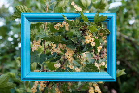 blue wooden photo frame on currant bushes, white currant berries pass through the frame. decoration...