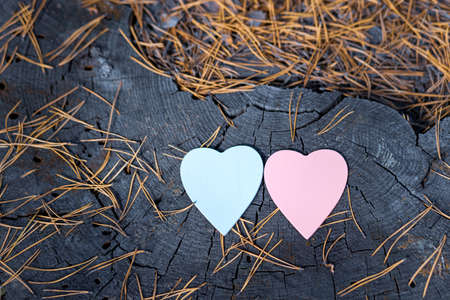 top view of two hearts lying on an old stump. dry needles from pine and wood texture. love symbolsの写真素材