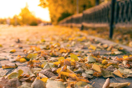 yellow autumn leaves on the sidewalk view from below. autumn sidewalk in the cityの写真素材