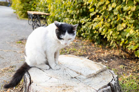 a sad cat sits on a stump with its head down. lost animalの写真素材