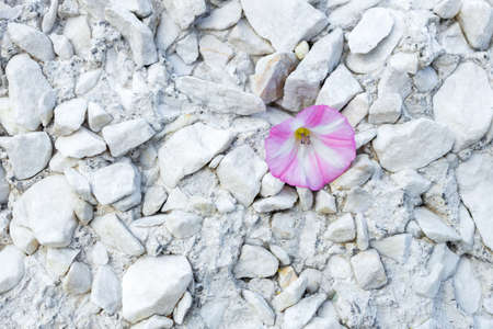 bindweed flower on a gray stone wall. soft and hardの写真素材