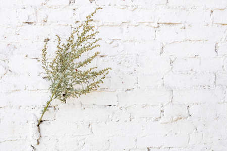 a branch of wormwood on a brick white wall. guardian from evil spiritsの写真素材