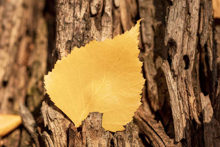 yellow autumn birch leaf stuck in wood, old wood texture and leafの写真素材