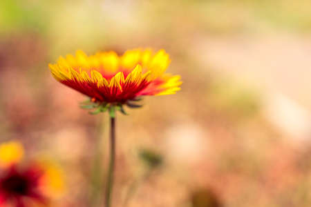 Gaillardia flower close-up against a strong blurred background, shallow depth of field. blurry backdropの写真素材