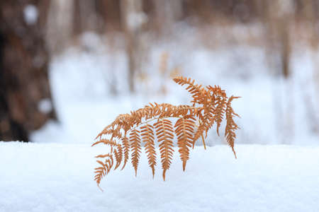 winter view of a fern in a snowdrift. the background is blurryの写真素材